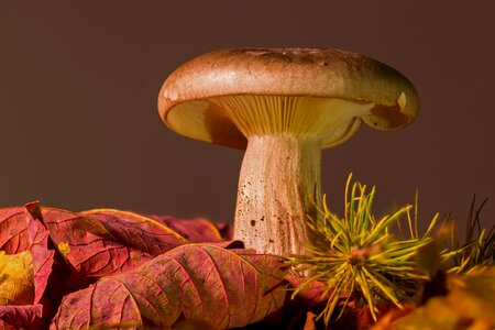 Agaric autumn leaves