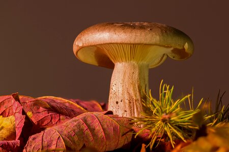 Agaric autumn leaves photo