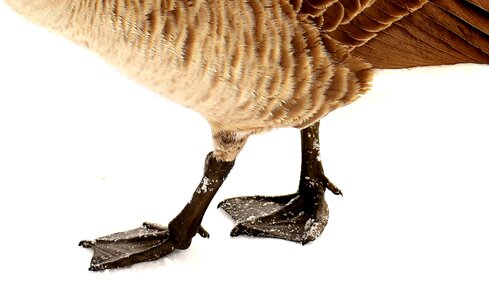 Head wild goose feather
