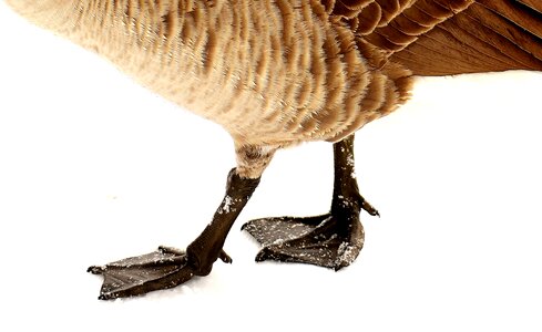 Head wild goose feather photo