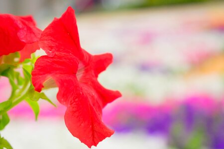 Colombia red flowers
