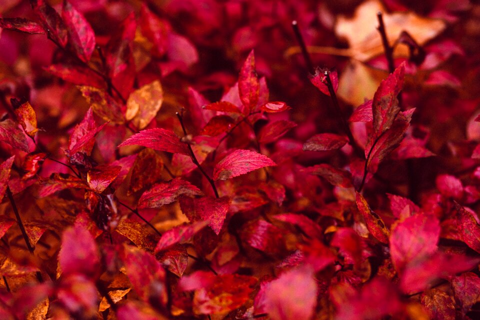 Background bush closeup