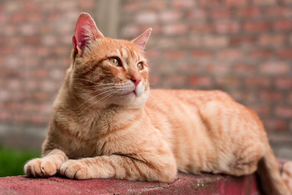 Animalia cat mammalia
