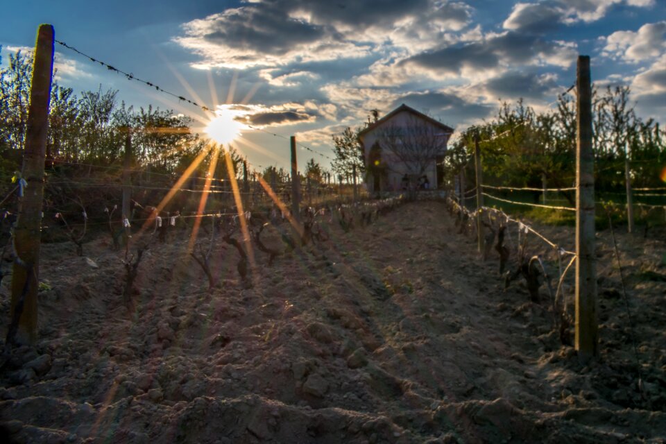 Agriculture winery country