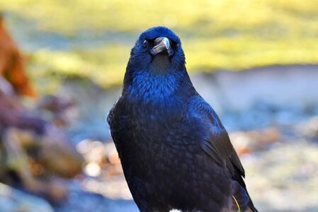 Bird black feather photo