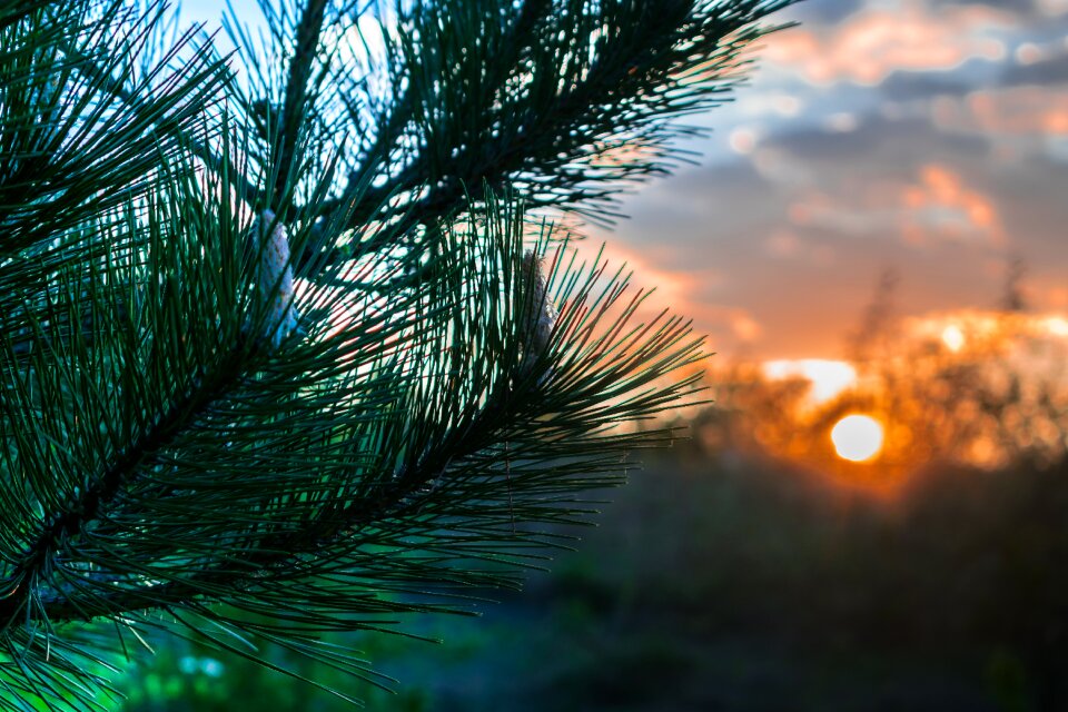 Sunset pine nature
