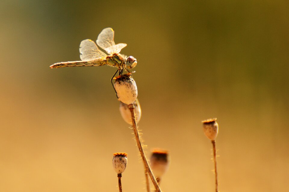 Macro winged insects insect