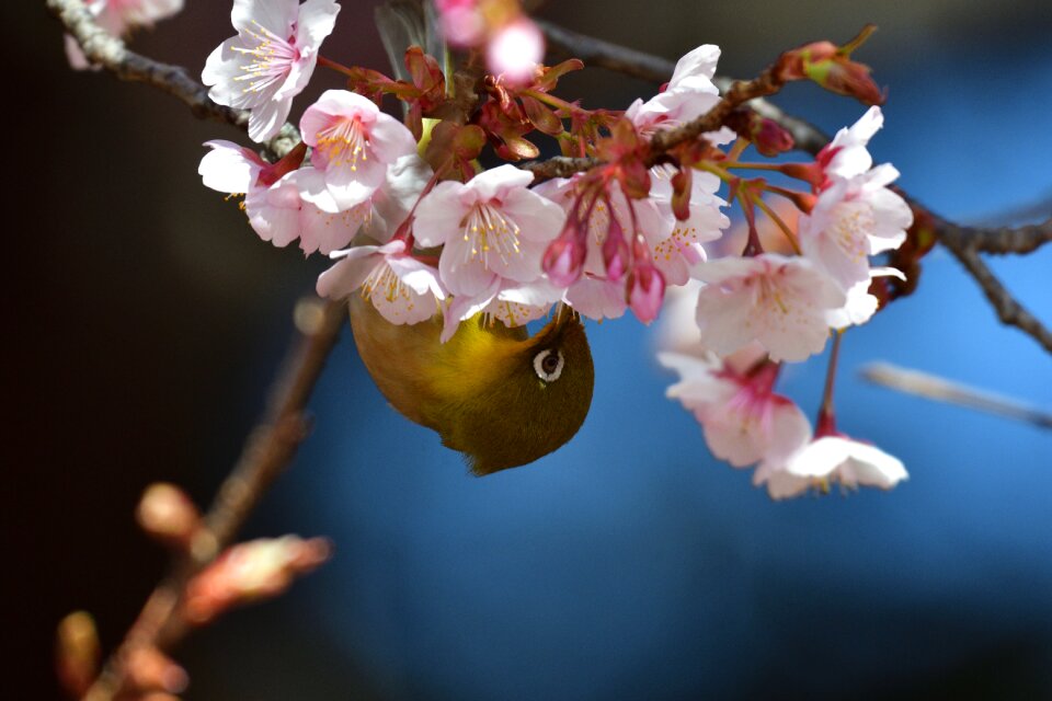 Cherry blossoms natural japanese white-eye
