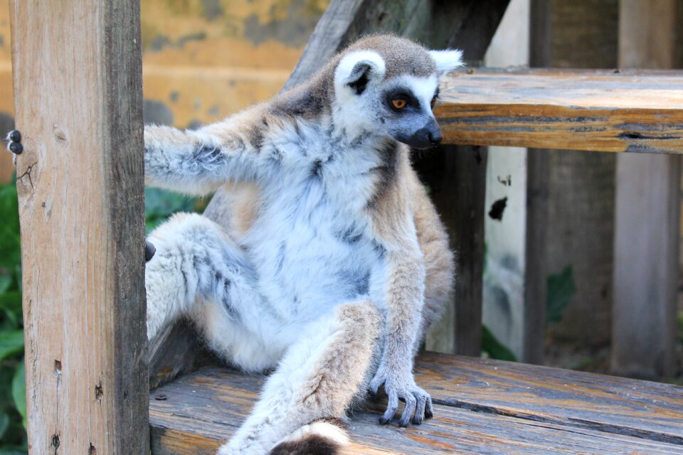 Animal animals exotic animal