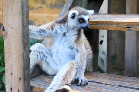 Animal animals exotic animal