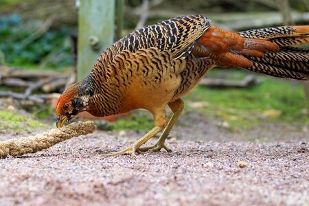 Feather plumage animal photo