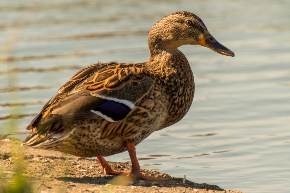 Duck nature animal