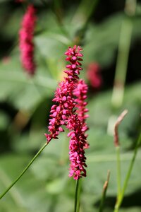 Summer wild flower close up