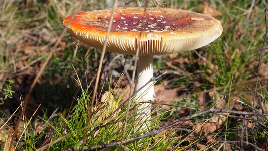 Mushroom forest spotted