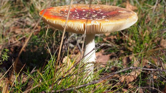 Mushroom forest spotted photo