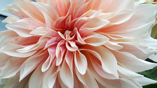 Bright dahlia tender
