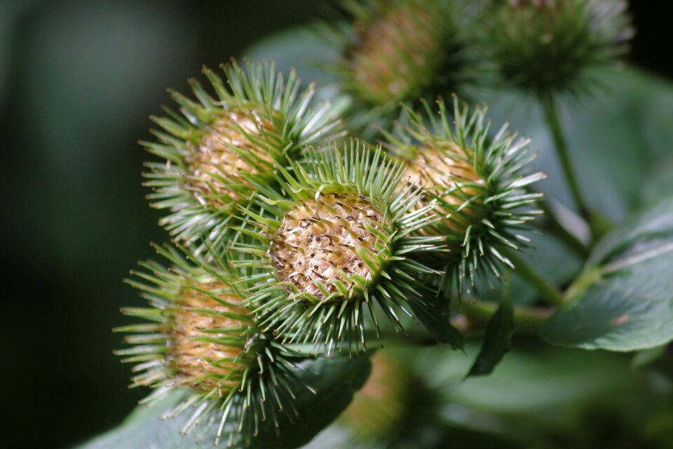 Barb summer grassland plants