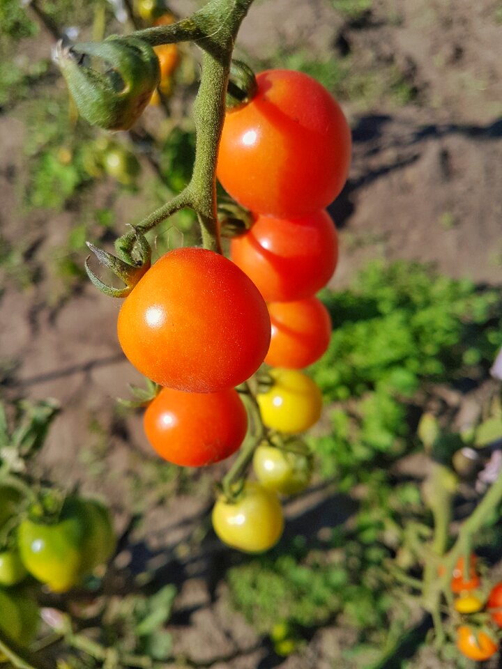 A lot market natural