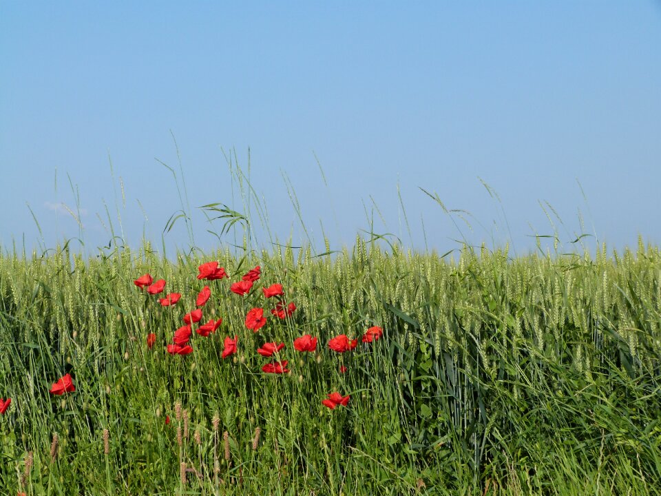 Poppy cultures france