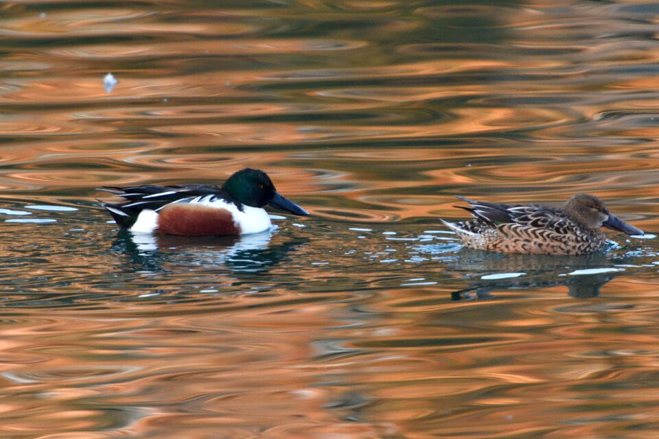 Natural pond shoveler