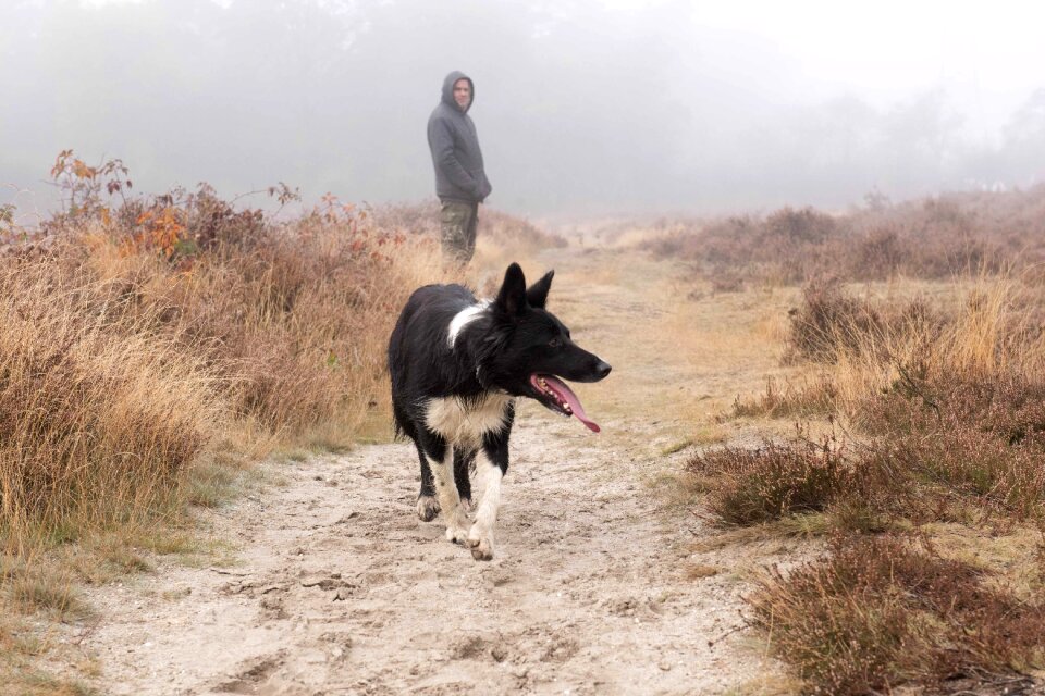 Animal canine sheepdog photo