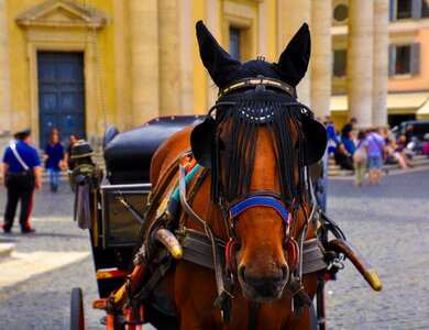Cavalry transportation system horse