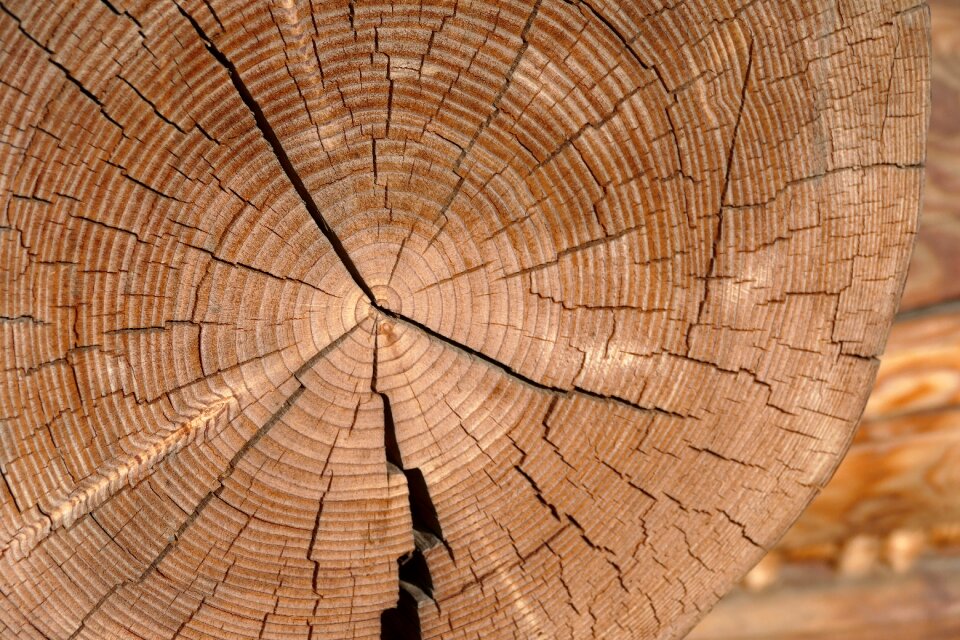 Jug tree cross section forest