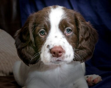 Animal young pet photo