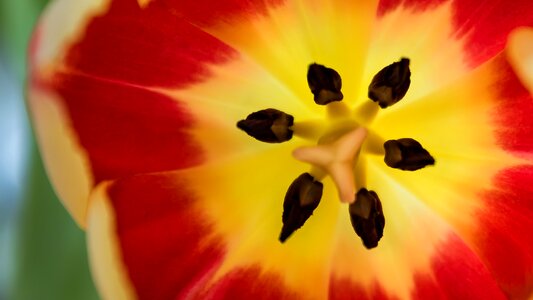 Tulip flower colorful