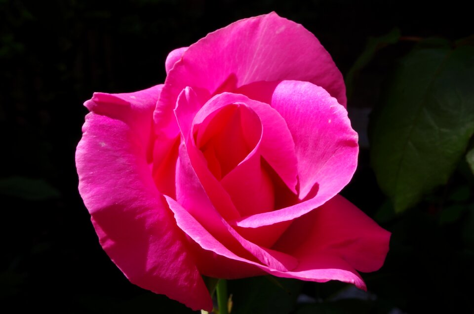 Flower rosa Free photos