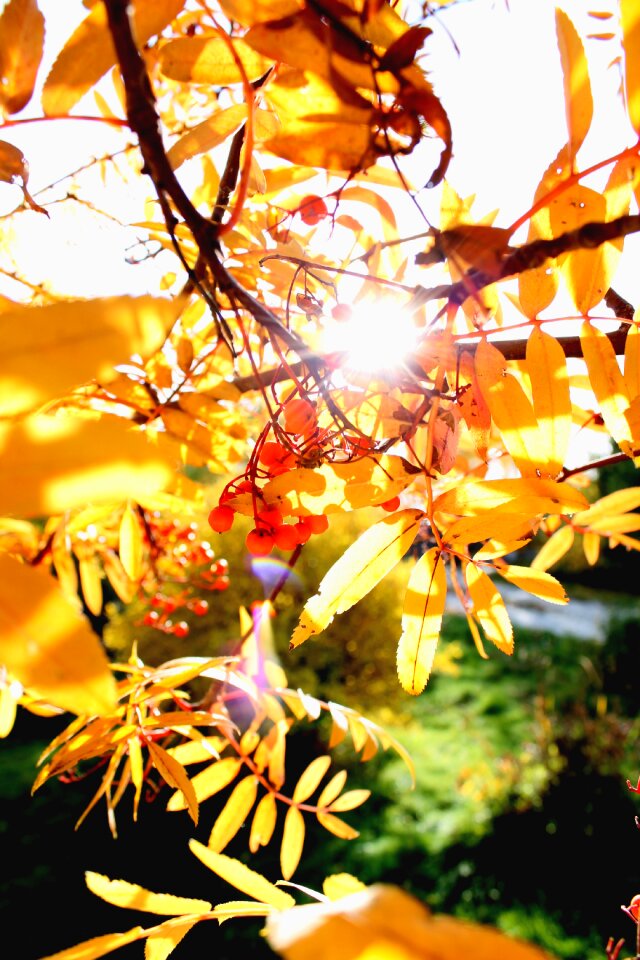 Nature clusters of rowan leaves mountain ash