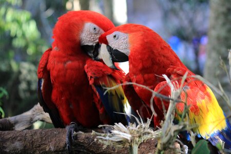 Bird zoo parrot photo
