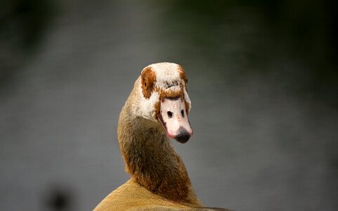 Cute animal world bird