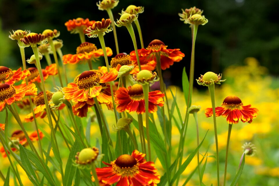 Bloom summer garden