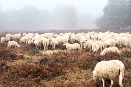 Countryside rural pasture photo