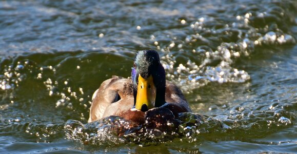 Nature water bird duck photo