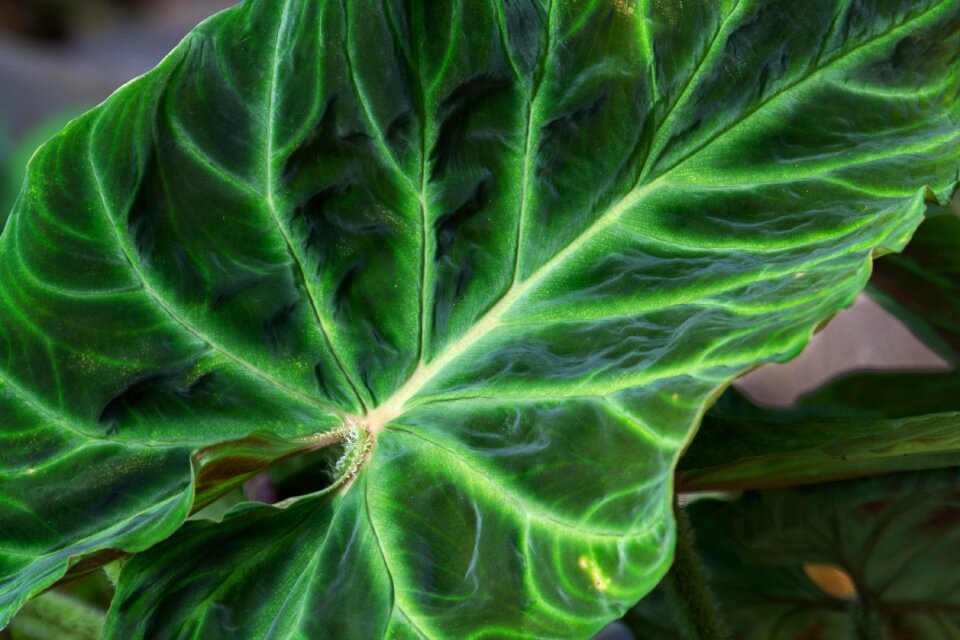 Puerto vallarta flower leaf