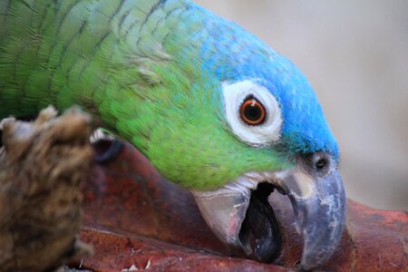 Bird zoo parrot photo