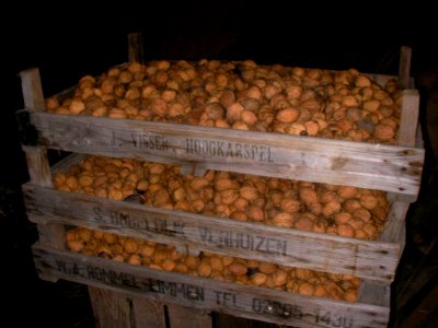 20091004 Walnuts