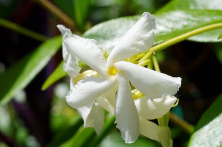 Flower white white flower