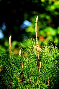 Plant wood leaf photo