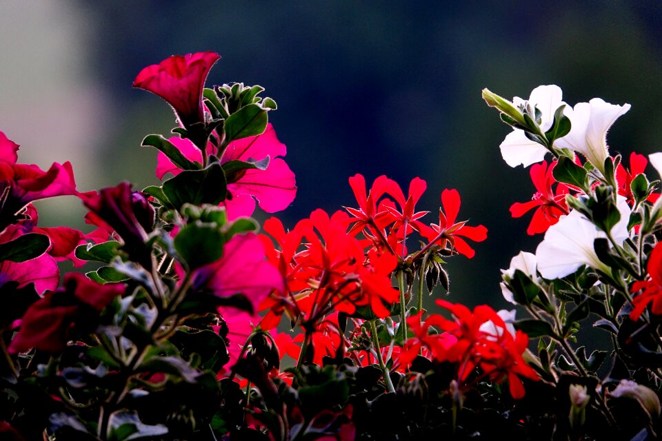 Backlighting plant nature