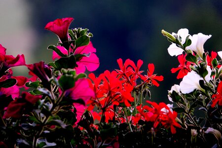 Backlighting plant nature