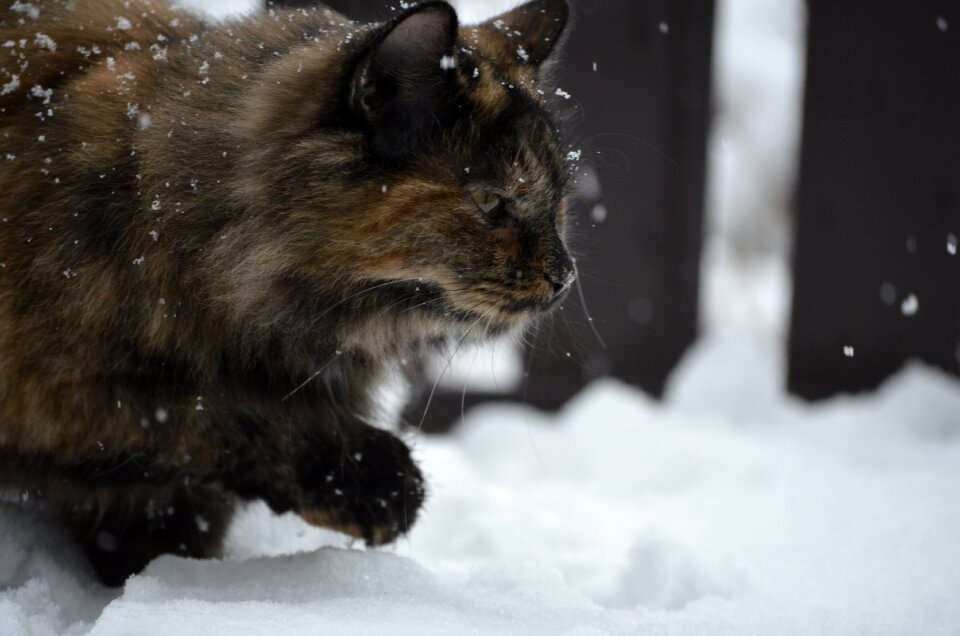 Winter animal nature