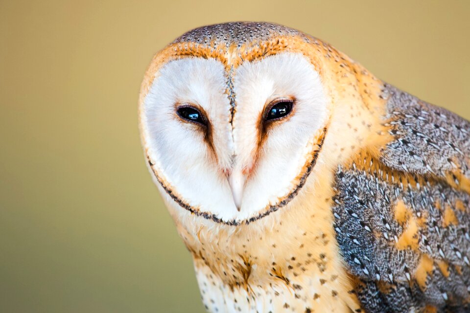 Face head eyes