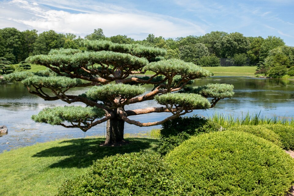 Japanese garden chicago botanic garden garden