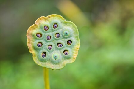 Heart of the lotus aquatic plant seed