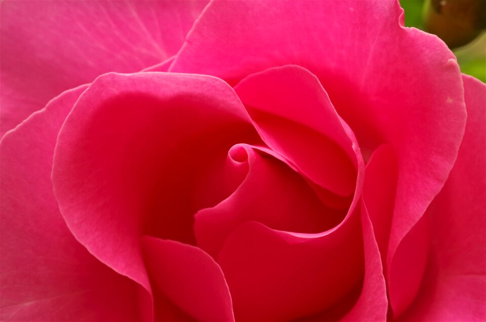 Flower rosa Free photos