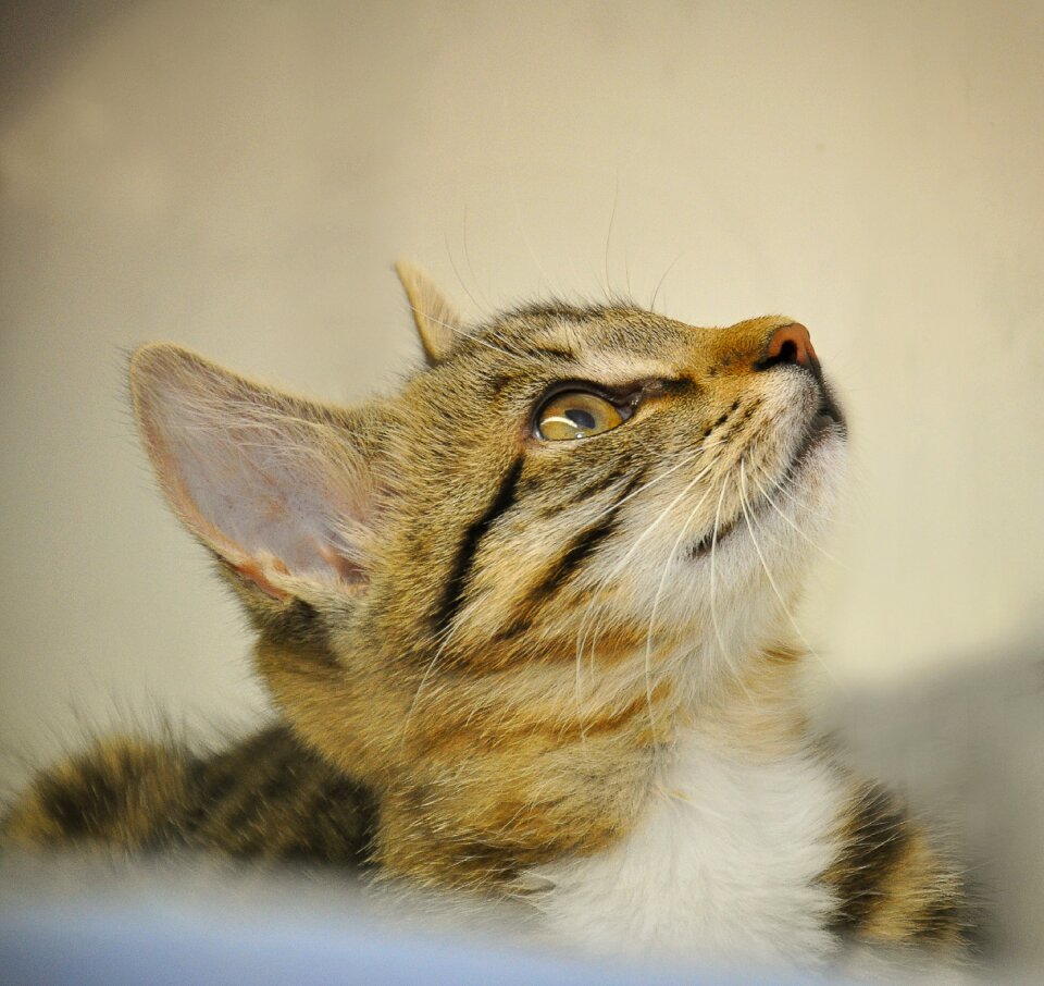 Young cat animal welfare dear