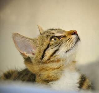 Young cat animal welfare dear